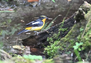 2022年7月30日(土) 西湖野鳥の森公園の野鳥観察記録