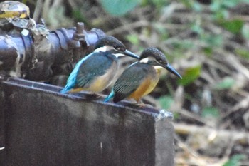 Common Kingfisher 練馬区 Fri, 7/29/2022