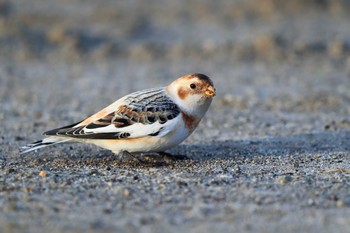 Snow Bunting Unknown Spots Sat, 1/20/2018