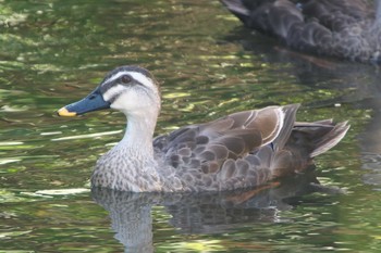 Eastern Spot-billed Duck 池子の森自然公園 Sat, 7/30/2022