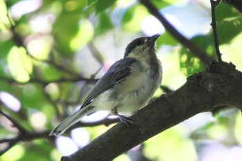 Japanese Tit 池子の森自然公園 Sat, 7/30/2022