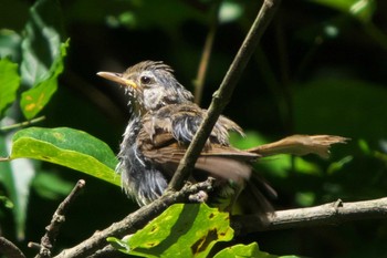 Sat, 7/30/2022 Birding report at 池子の森自然公園