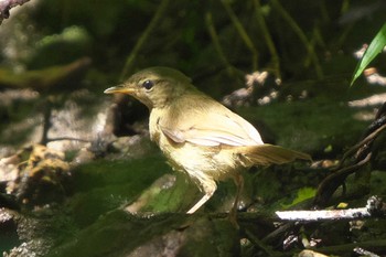 Japanese Bush Warbler 池子の森自然公園 Sat, 7/30/2022