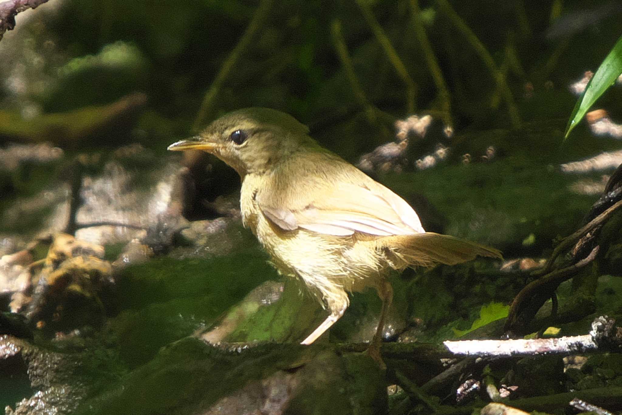 Photo of Japanese Bush Warbler at 池子の森自然公園 by Y. Watanabe