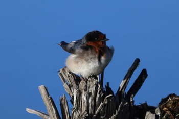 Welcome Swallow Unknown Spots Sat, 7/30/2022