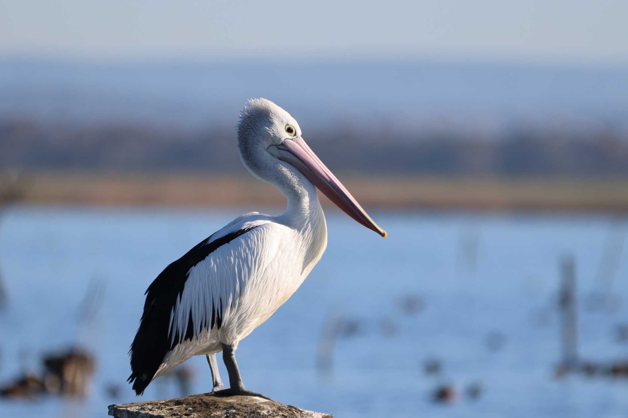 Photo of Australian Pelican at  by Mororo