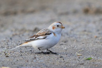 Snow Bunting