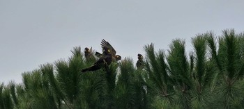 Yellow-tailed Black Cockatoo Unknown Spots Sat, 7/23/2022