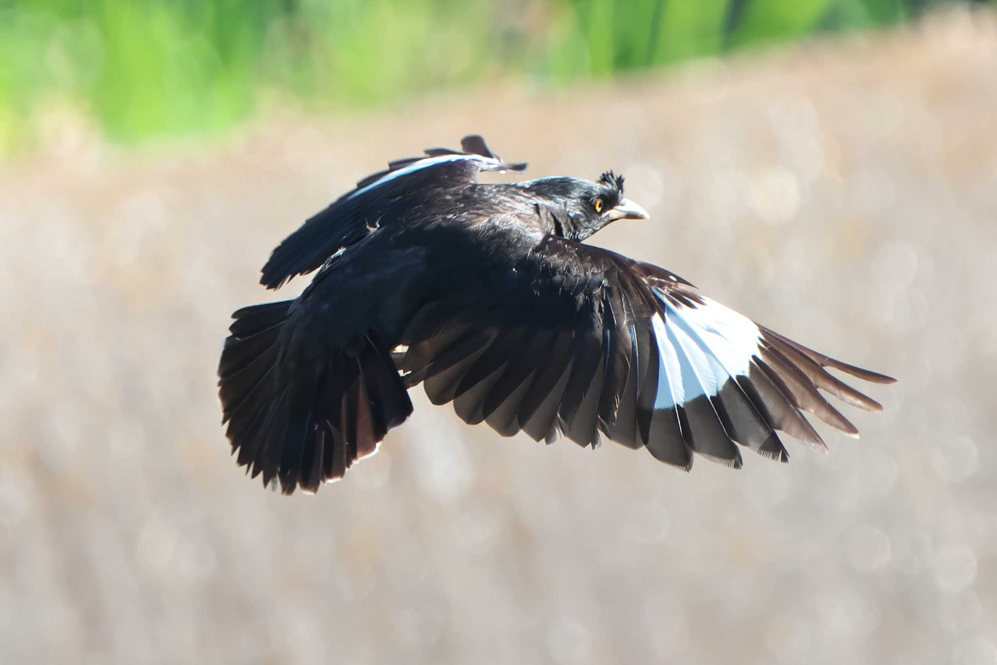 Crested Myna