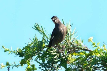 2022年7月29日(金) 明石市の野鳥観察記録