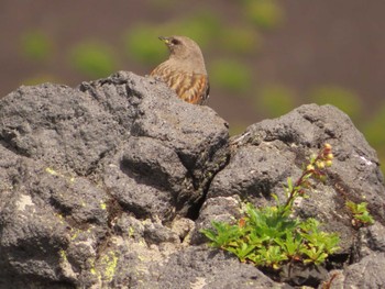 2022年7月30日(土) 富士宮口五合目の野鳥観察記録