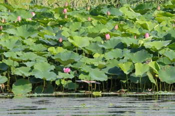 Sat, 7/30/2022 Birding report at 大沼(宮城県仙台市)