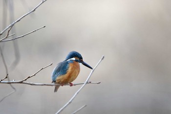 カワセミ 舞岡公園 2018年1月20日(土)