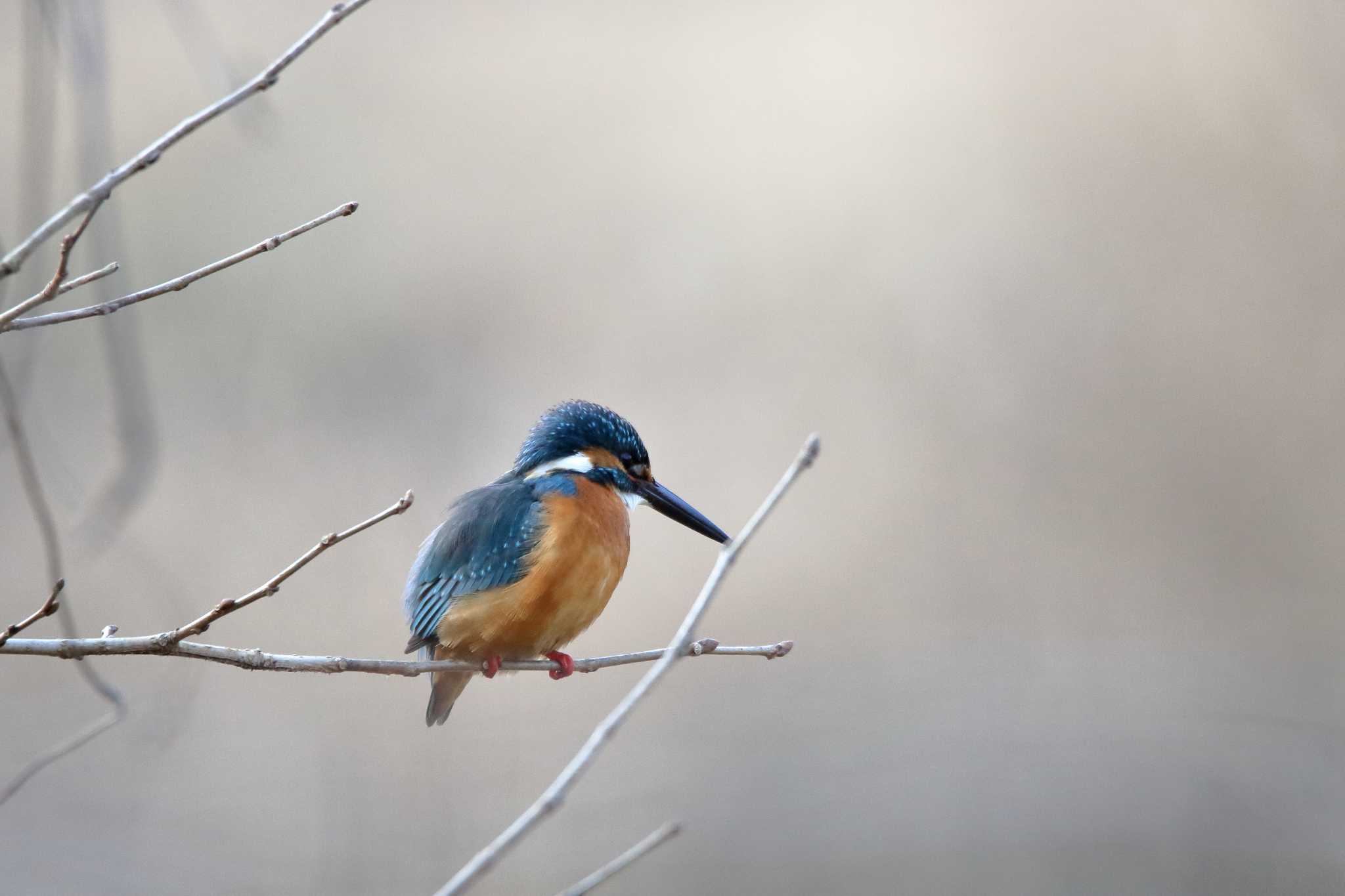 Photo of Common Kingfisher at Maioka Park by shin