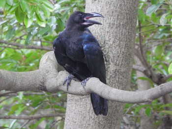 Sat, 7/30/2022 Birding report at 都市緑化植物園(大阪府豊中市寺内)