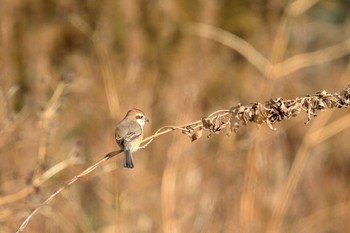 Bull-headed Shrike Maioka Park Sat, 1/20/2018