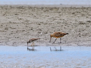 2022年7月30日(土) ふなばし三番瀬海浜公園の野鳥観察記録