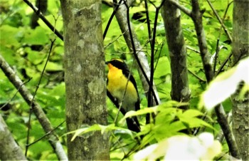 Sat, 6/11/2022 Birding report at 弁当場