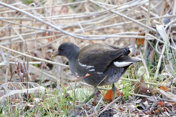 Common Moorhen Maioka Park Sat, 1/20/2018