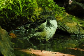 Willow Tit 大洞の水場 Sat, 7/30/2022