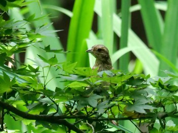 Meadow Bunting 秩父 Mon, 7/25/2022