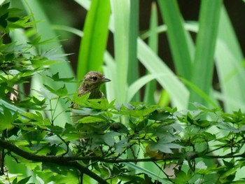 Meadow Bunting 秩父 Mon, 7/25/2022