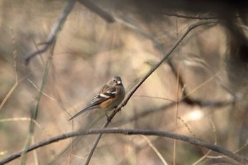 Siberian Long-tailed Rosefinch Maioka Park Sat, 1/20/2018