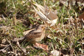 Eurasian Wryneck Maioka Park Sat, 1/20/2018