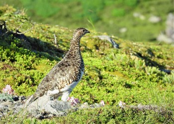 ライチョウ 乗鞍岳 2022年7月30日(土)