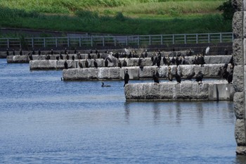 カワウ 多摩川二ヶ領上河原堰 2022年7月30日(土)