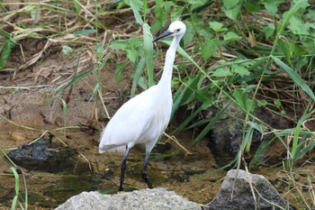 コサギ 夙川河川敷緑地(夙川公園) 2022年7月18日(月)