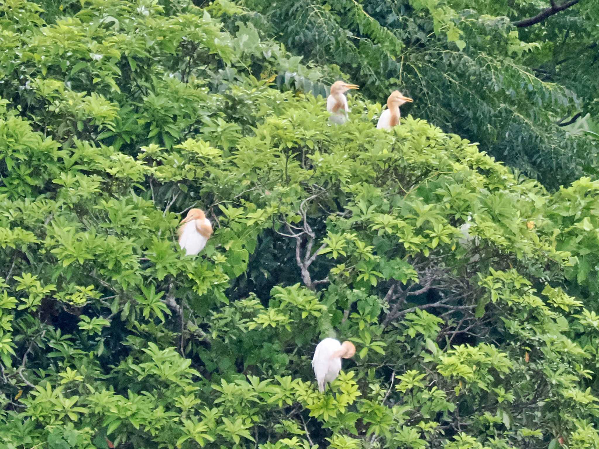 石垣島 アマサギの写真 by 藤原奏冥