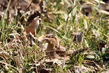 Eurasian Wryneck Maioka Park Sat, 1/20/2018