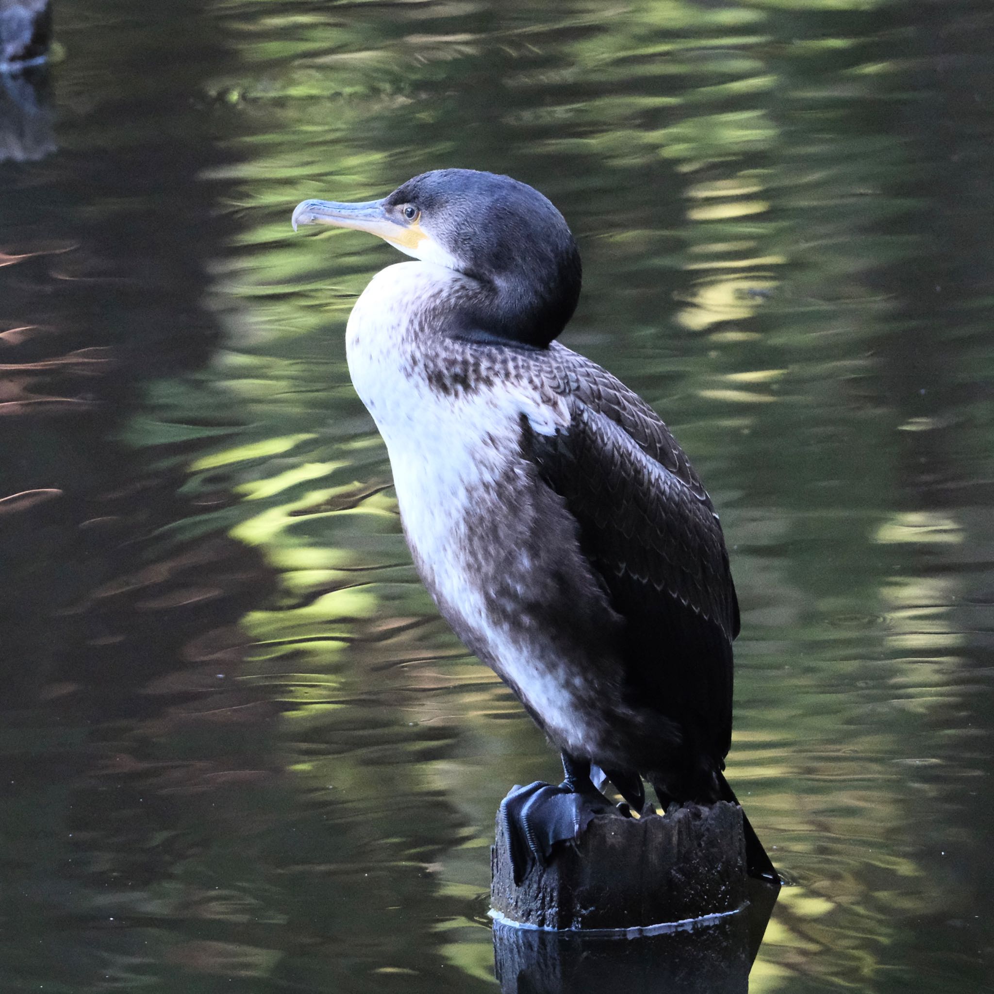 Photo of Japanese Cormorant at Nishioka Park by haha.9535