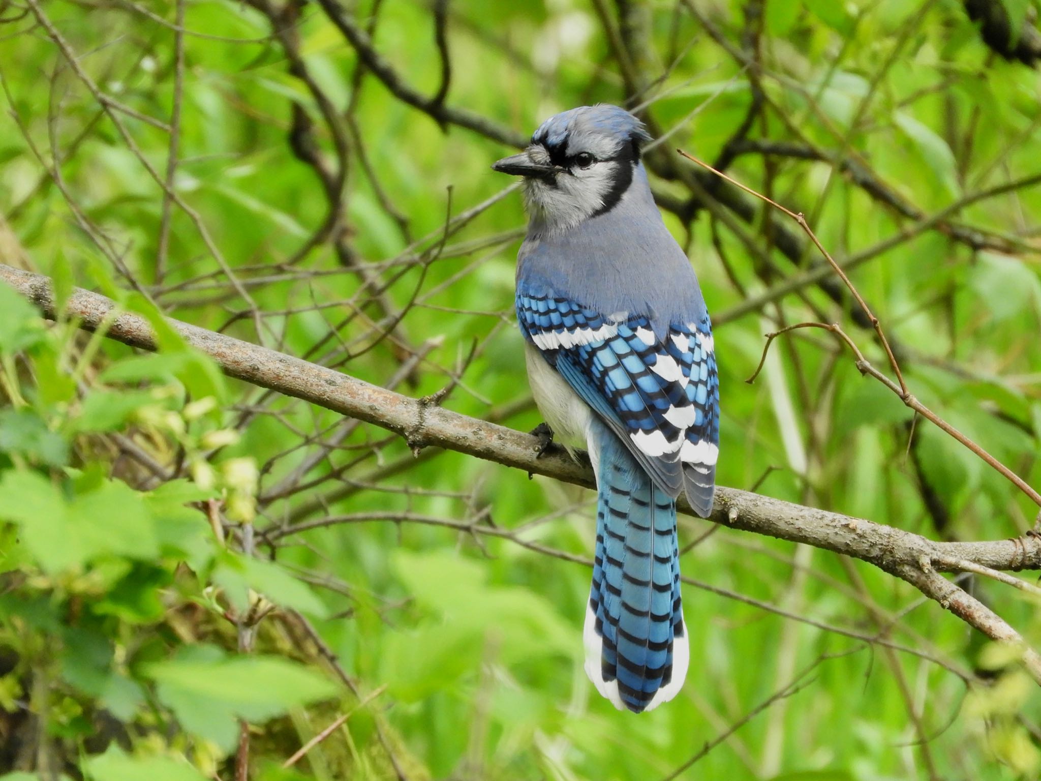 Photo of Blue Jay at Thomas Sadler Roberts Bird Sanctuary by たっちゃん365