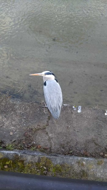 Grey Heron 岡崎＠京都 Sat, 1/20/2018