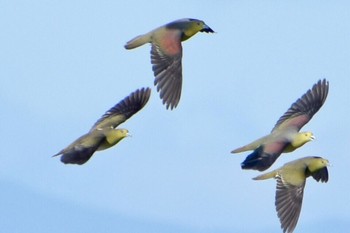 White-bellied Green Pigeon Terugasaki Beach Sun, 7/31/2022