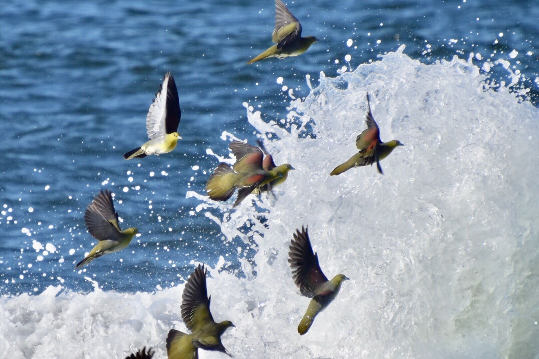 Photo of White-bellied Green Pigeon at 照ヶ崎海岸 by 遼太