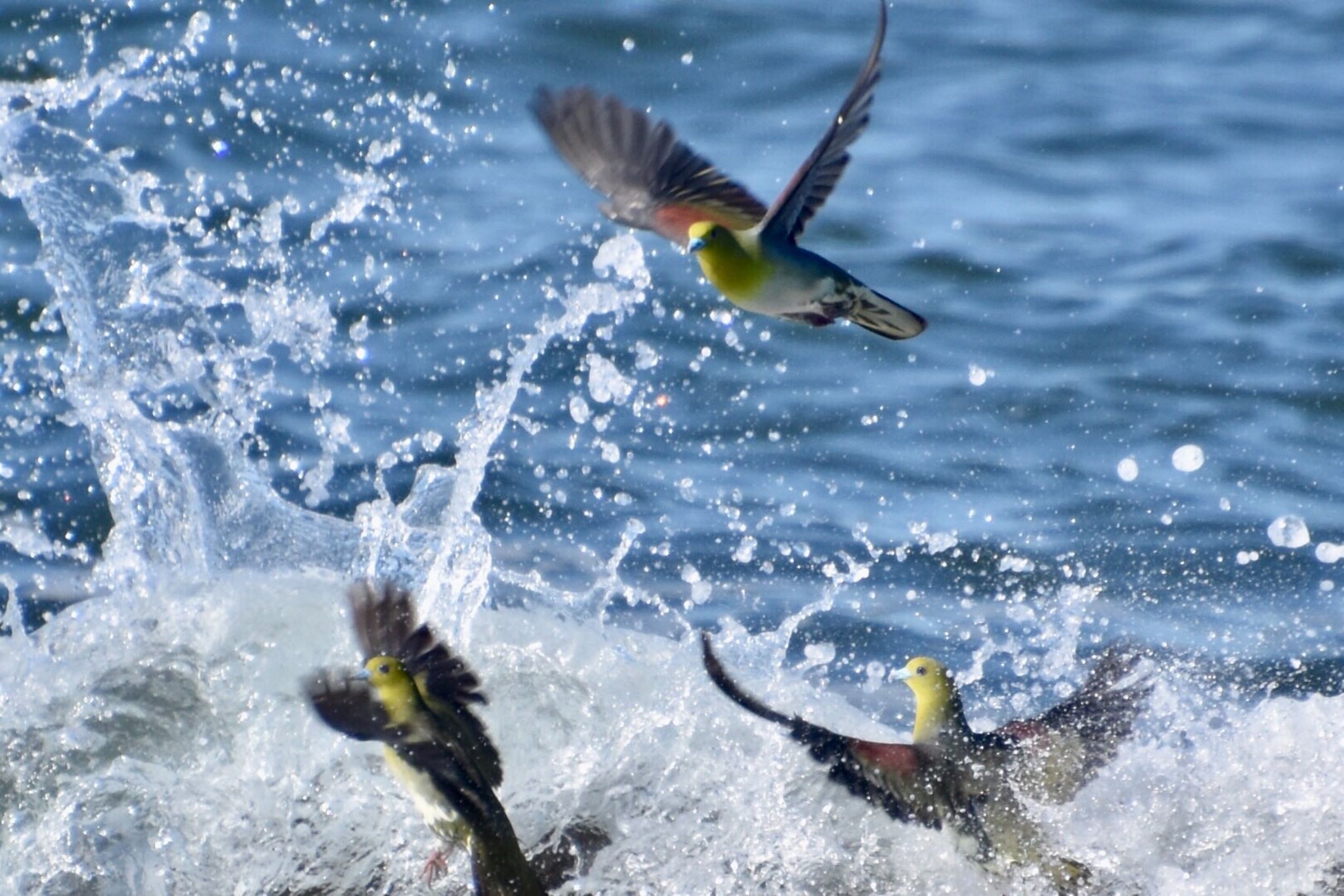 Photo of White-bellied Green Pigeon at 照ヶ崎海岸 by 遼太