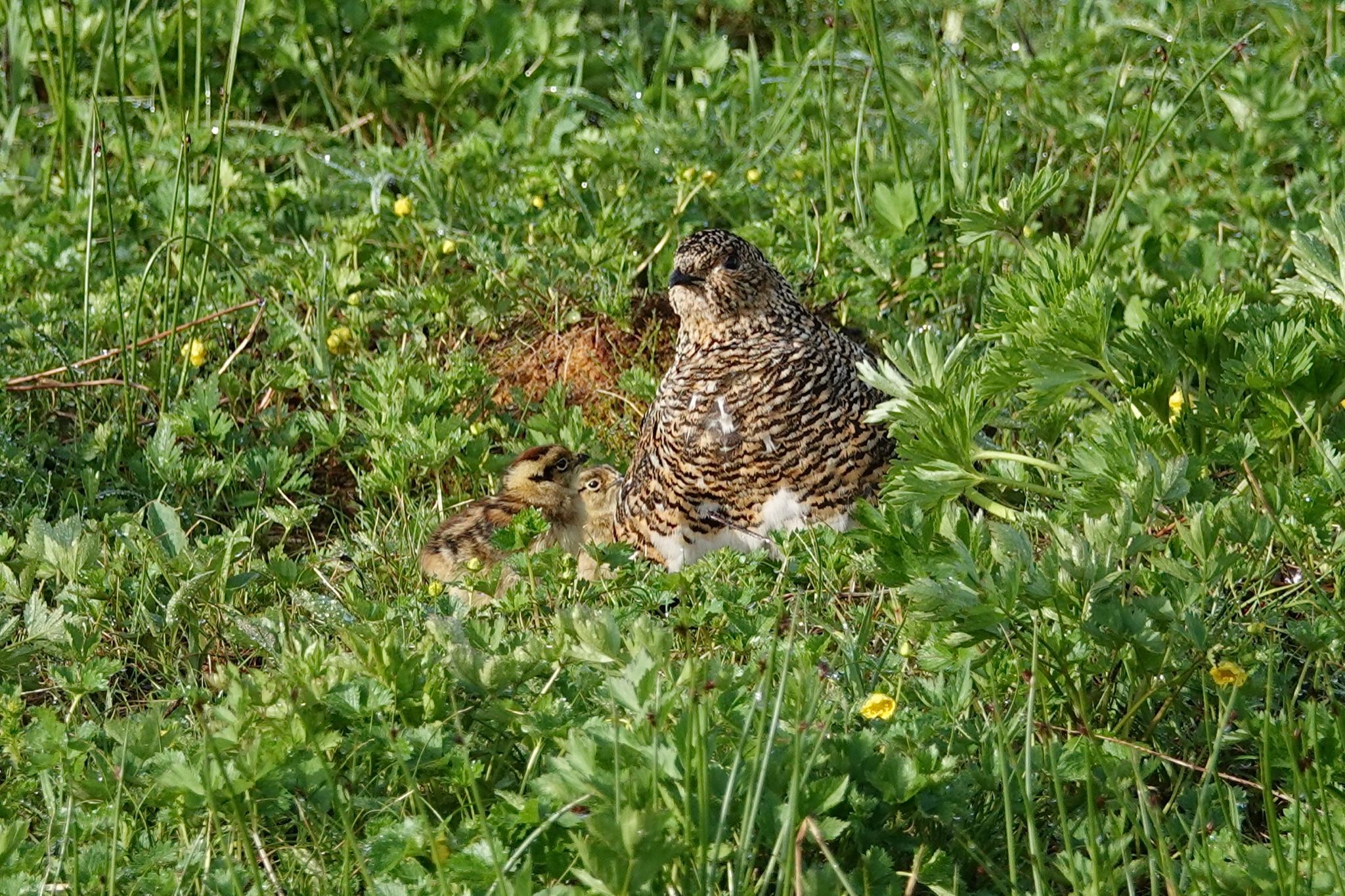 ライチョウ