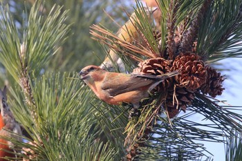 Red Crossbill 北海道 函館市 東山 Sat, 1/20/2018