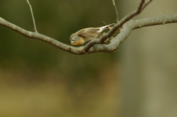 Red-breasted Flycatcher Unknown Spots Unknown Date