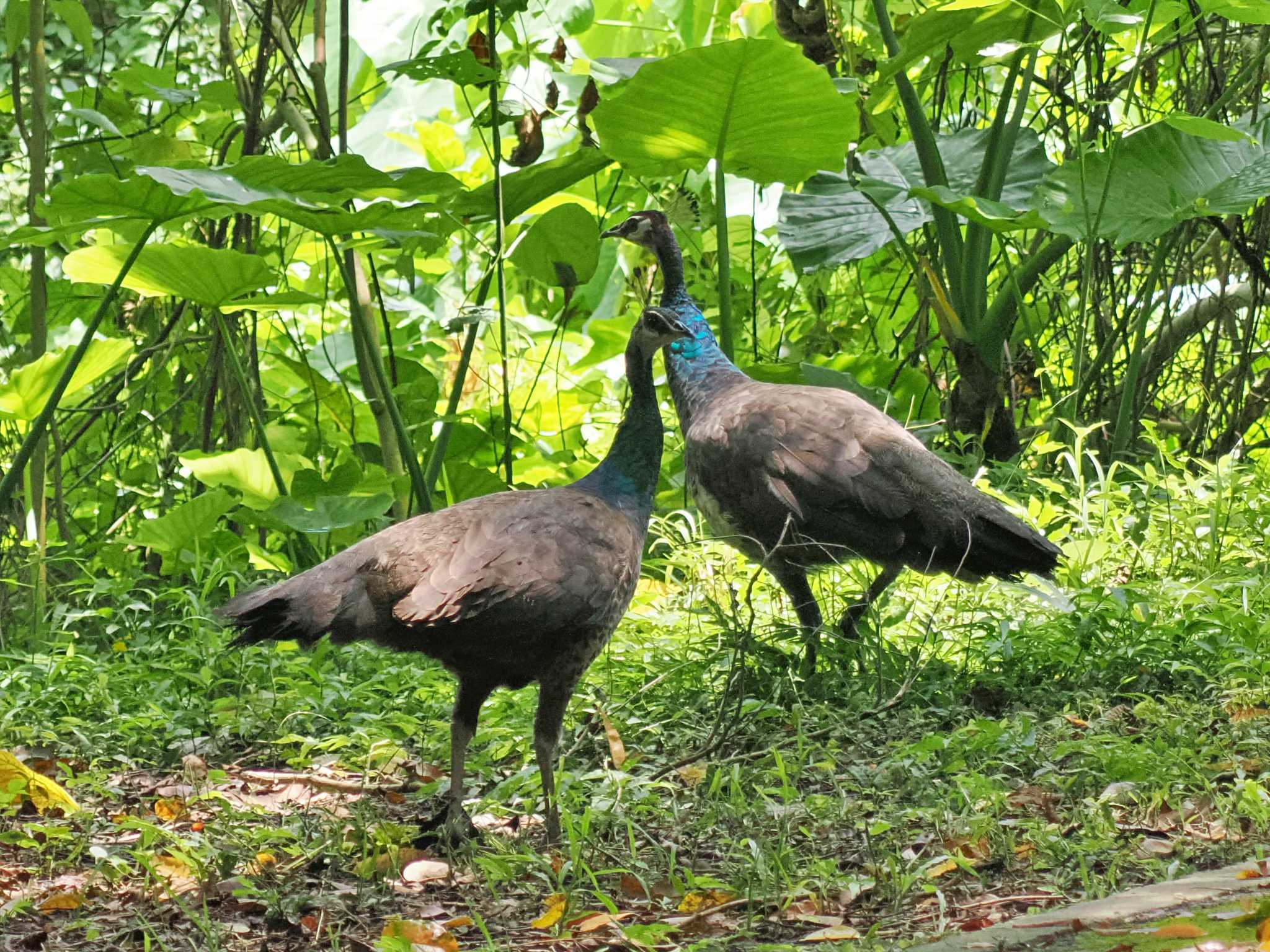 増えすぎて害鳥駆除されているらしい by 藤原奏冥