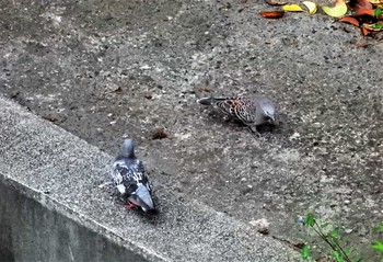 Oriental Turtle Dove 平和の森公園、妙正寺川 Sun, 7/31/2022