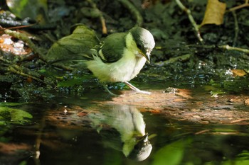 Japanese Tit 大洞の水場 Sat, 7/30/2022