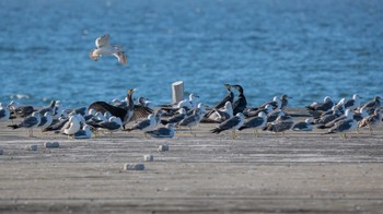 ウミネコ 浦賀 2022年7月30日(土)