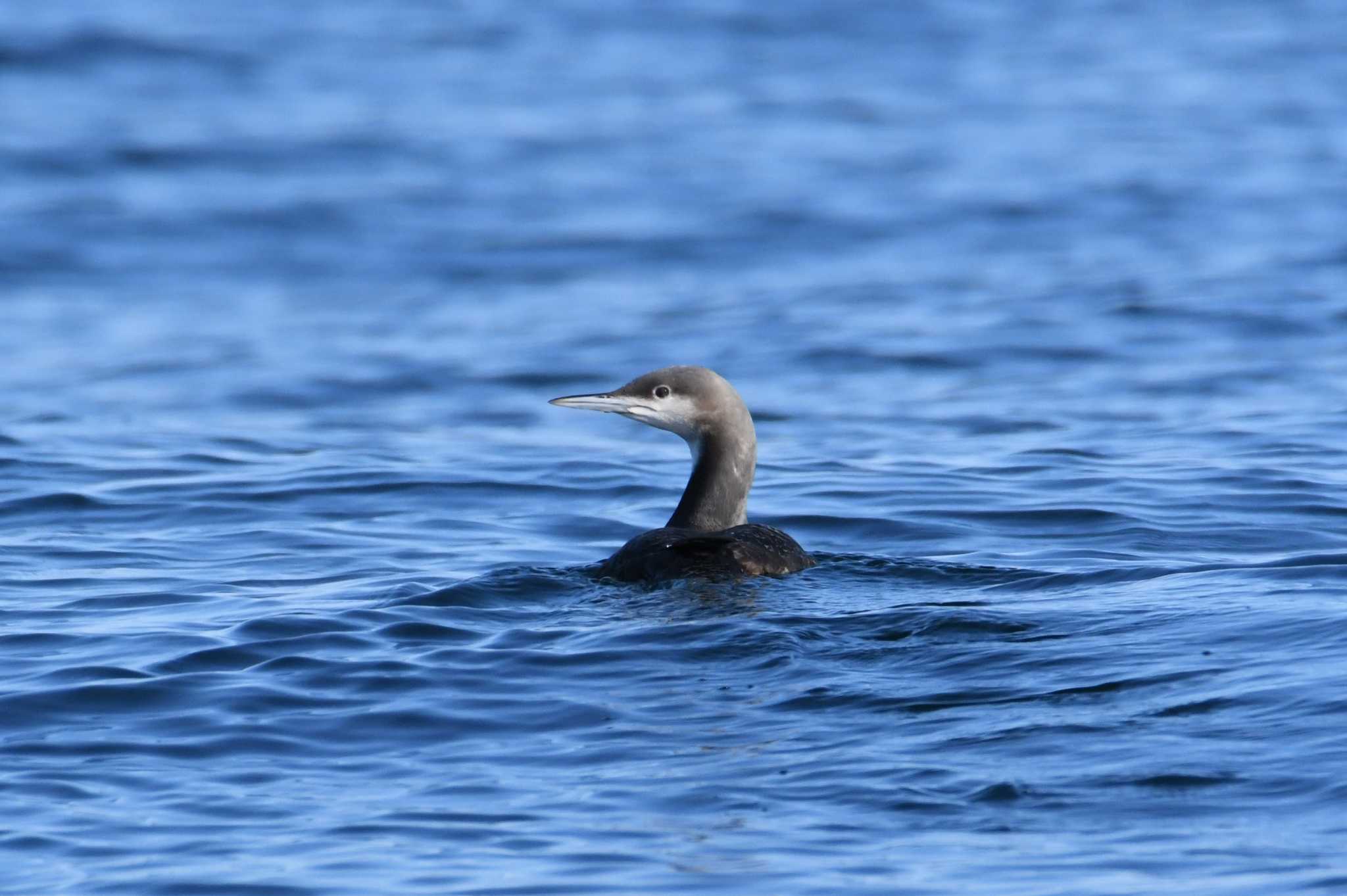 Photo of Pacific Loon at 落石ネイチャークルーズ by あひる