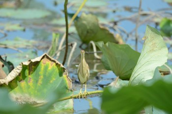 ヨシゴイ 伊佐沼 2022年7月23日(土)