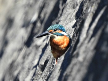 2022年7月31日(日) 平塚河内川の野鳥観察記録