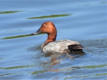 2022年7月31日(日) 平塚金目川の野鳥観察記録